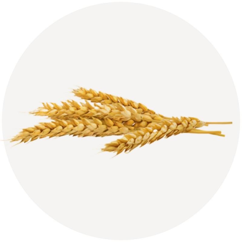 Aceite de germen de trigo